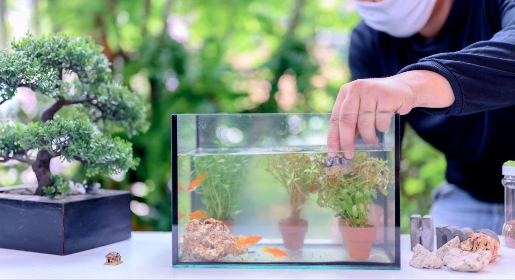 Low-Maintenance Aquarium