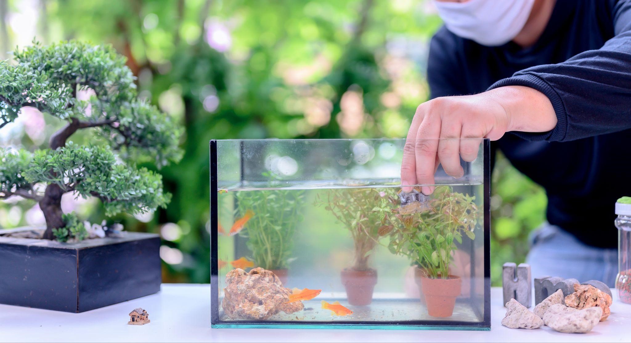 Tips for Designing a Low-Maintenance Aquarium at Your Home - Deep Ocean - Low Maintenance Aquarium Decorating