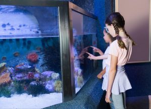 Saltwater vs. Freshwater Aquariums: Which is Right for You?